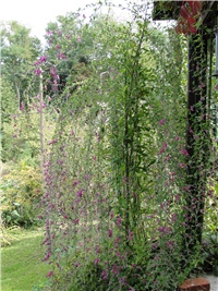 77a409bb-Lespedeza 2018 (1).umanjena.jpg